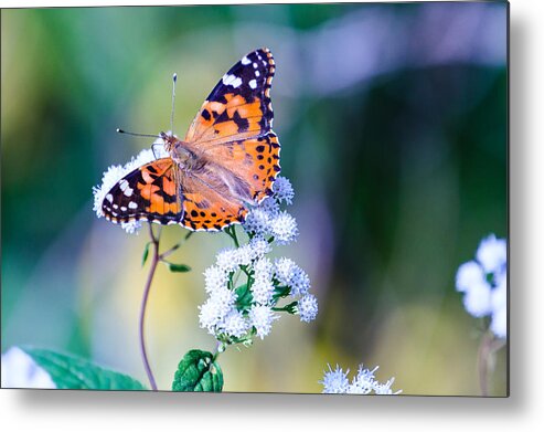 Butterfly Metal Print featuring the photograph Painted Lady Butterfly 1 by Ben Graham