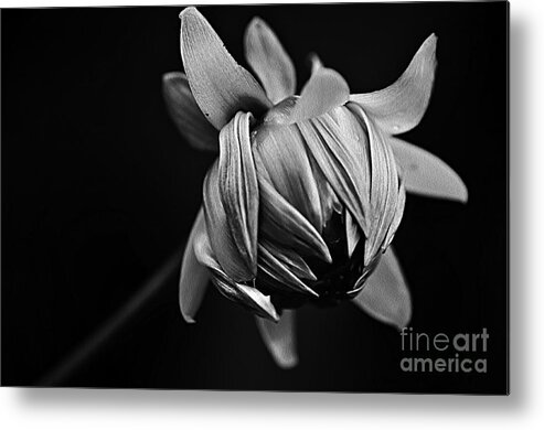 Photography Metal Print featuring the photograph Painterly Dahlia Bud in Black and White by Kaye Menner