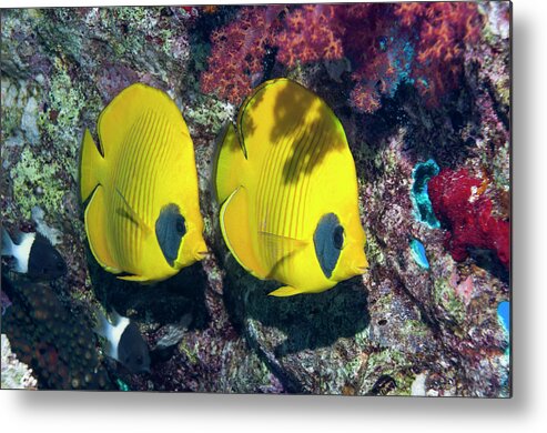 Red Sea Metal Print featuring the photograph Pair Of Butterflyfish by Georgette Douwma