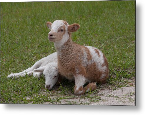 Charleston Metal Print featuring the photograph Pair of lambs by Richard Baker