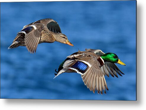 Duck Metal Print featuring the photograph Pair of Mallards in Flight by Rodney Campbell