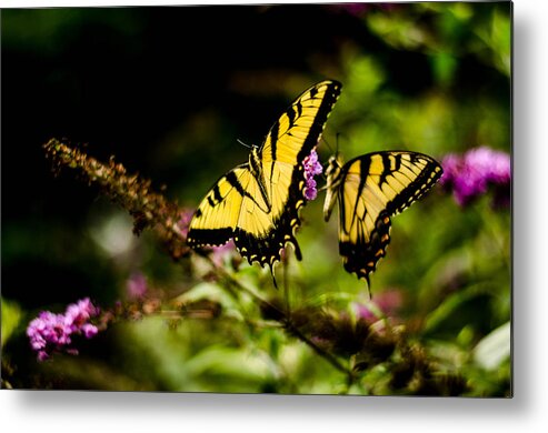 Butterflies Metal Print featuring the photograph Pair of Yellow swallowtails by Bruce Pritchett