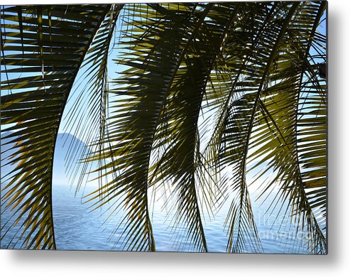 Palm Metal Print featuring the photograph Palm leaves by Mats Silvan