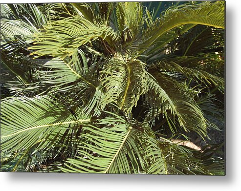 Linda Brody Metal Print featuring the photograph Palm Tree in Wind by Linda Brody