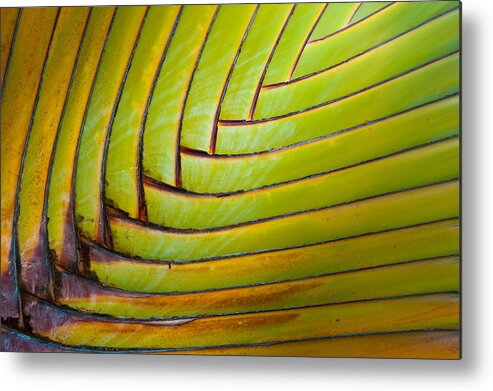 Green Metal Print featuring the photograph Palm Tree Leafs by Sebastian Musial