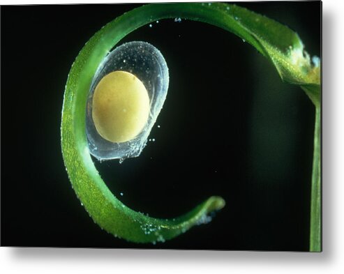 Amphibia Metal Print featuring the photograph Palmate Newt Egg by Perennou Nuridsany