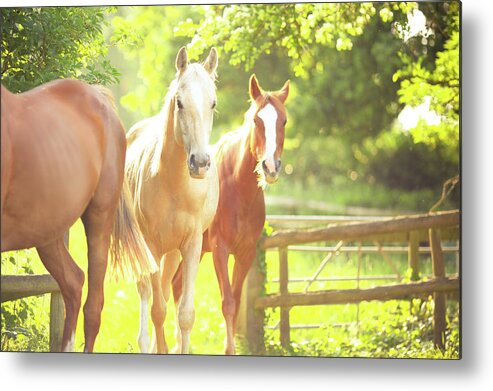 Horse Metal Print featuring the photograph Palomino And Chestnut Horse by Sasha Bell
