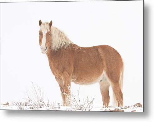 Palomino Metal Print featuring the photograph Palomino Horse in the Snow by James BO Insogna
