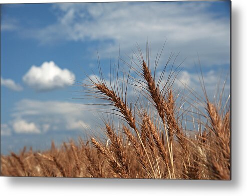 Palouse Metal Print featuring the photograph Palouse Gold by Doug Davidson