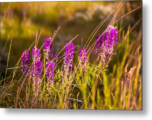 Palouse Metal Print featuring the photograph Palouse wildflowers by Kunal Mehra