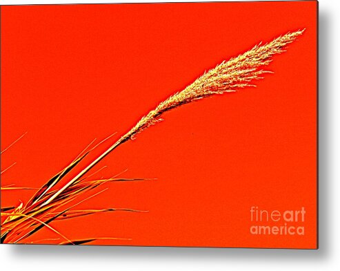 Pampas Metal Print featuring the photograph Pampas Grass Red by Clare Bevan