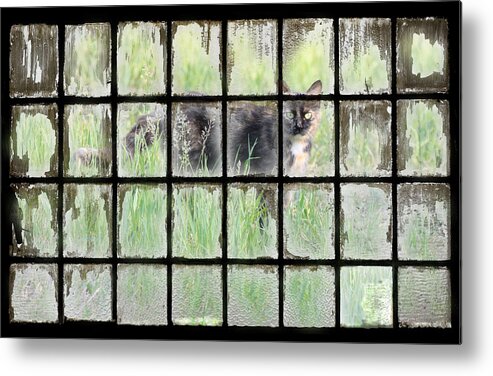 Calico Metal Print featuring the photograph Panes Of Calico by J Laughlin