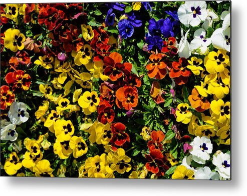Pansies Metal Print featuring the photograph Pansy color mix by Jeanne May