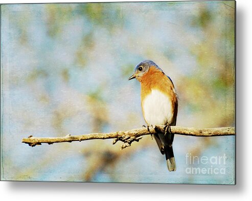 Bluebird Metal Print featuring the photograph Papa Blue by Pam Holdsworth