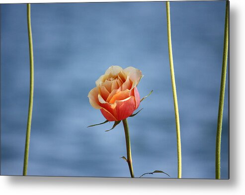 Roses Metal Print featuring the photograph Papaya's world by The Art Of Marilyn Ridoutt-Greene