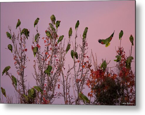 Parrots Metal Print featuring the photograph Parrots at Roost by Avian Resources