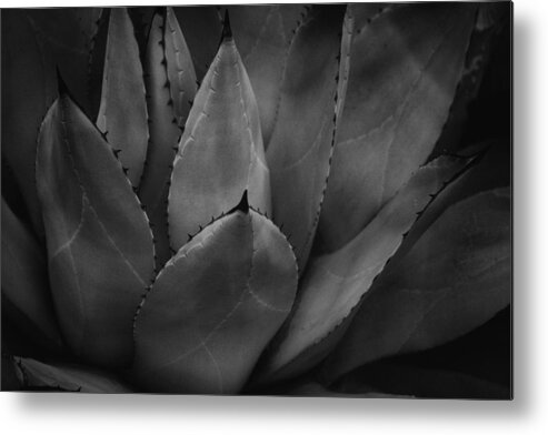 Agave Metal Print featuring the photograph Parrys Agave by Ben Shields