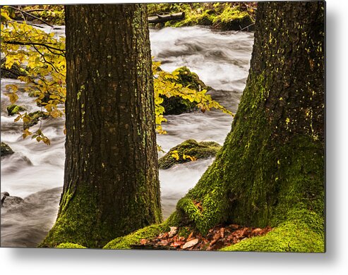 Tree Metal Print featuring the photograph Partners by Karin Haas
