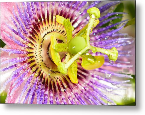 Passiflora Metal Print featuring the photograph Passiflora The Passion Flower by Olga Hamilton