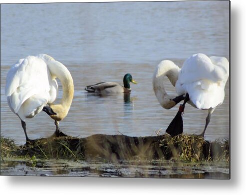 Swan Metal Print featuring the photograph Passing Between by Bonfire Photography