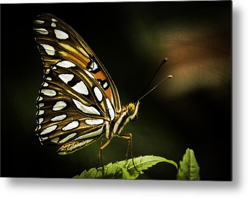 Gulf Fritillary Metal Print featuring the photograph Passion Butterfly by George Kenhan