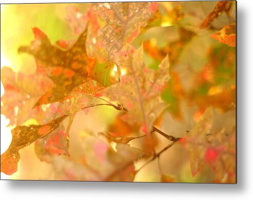 Brown Metal Print featuring the photograph Pastel Autumn Oak Leaves by Suzanne Powers