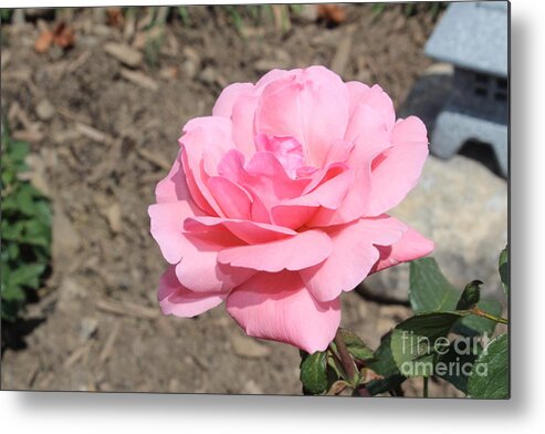 Flower Metal Print featuring the photograph Pastel Rose by Margaret Hamilton