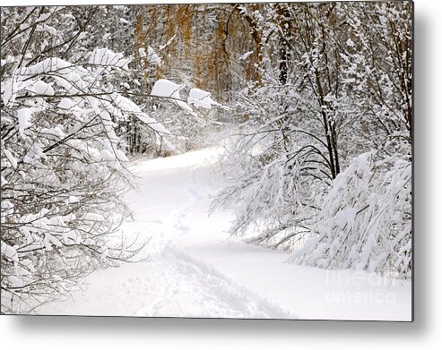 Winter Metal Print featuring the photograph Path in winter forest 5 by Elena Elisseeva