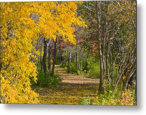 Autumn Metal Print featuring the photograph Path through Autumn Trees by Lynn Hansen