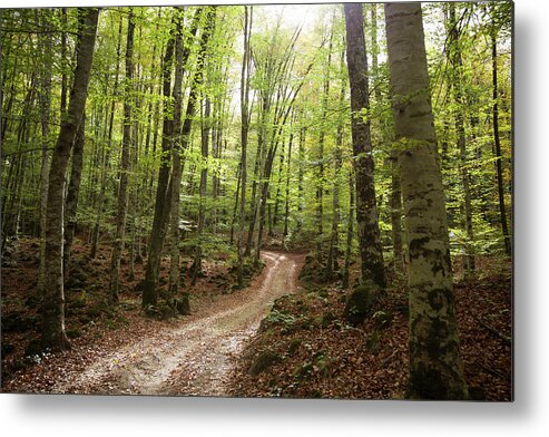 Tranquility Metal Print featuring the photograph Path To The Beech Forest by Xavier Arnau Serrat