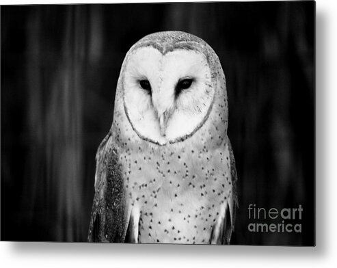 Black Metal Print featuring the photograph Patience by Jessica S