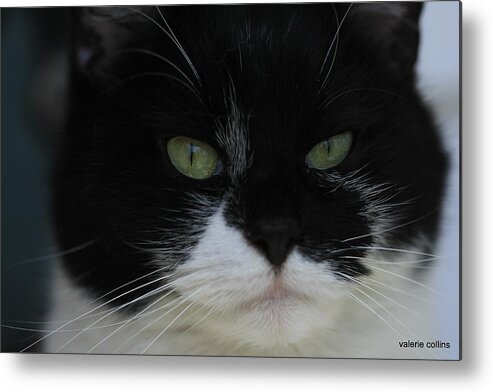 Tuxedo Metal Print featuring the photograph Green Eyes of a Tuxedo Cat by Valerie Collins