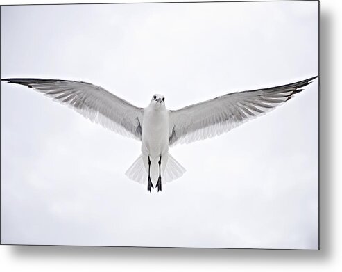 Seagull Metal Print featuring the photograph Peace on Earth Good Will to Men by Bonnie Barry