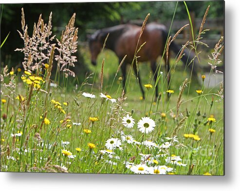 Nature Metal Print featuring the photograph Peaceful Pasture by Michelle Twohig