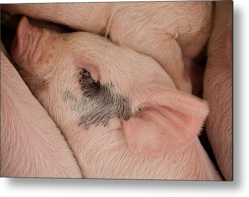 Pig Metal Print featuring the photograph Peaceful Piglet by Jennifer Kano