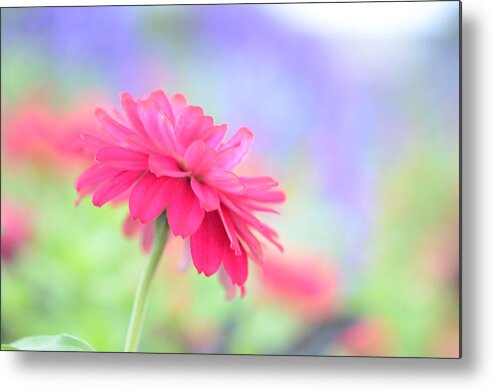Pink Metal Print featuring the photograph Peaceful Pink by Kathy Paynter