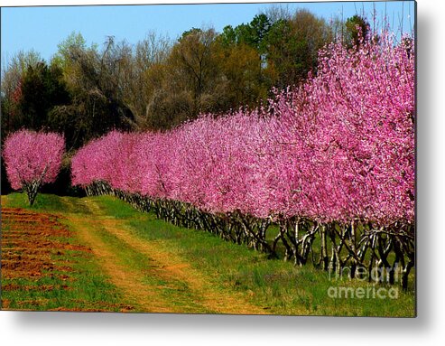 Peach Orchard Metal Print featuring the photograph Peach Orchard in Carolina by Lydia Holly