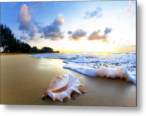  Shell Metal Print featuring the photograph Peaches n' Cream by Sean Davey