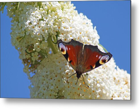 Peacock Metal Print featuring the photograph Peacock Butterfly by David Birchall