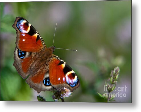 Peacock Butterfly Metal Print featuring the photograph Peacock butterfly by Torbjorn Swenelius