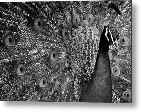 Nature Metal Print featuring the photograph Peacock BW by Ron White