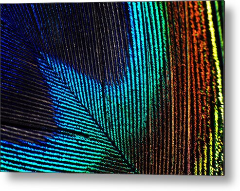 Photograph Metal Print featuring the photograph Peacock Feather by Larah McElroy