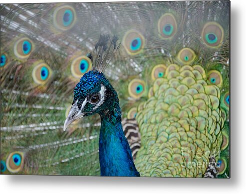 Peacock Metal Print featuring the photograph Peacock Portrait by Laurel Best