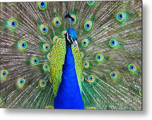 Birds Metal Print featuring the photograph Peacock by Roger Becker