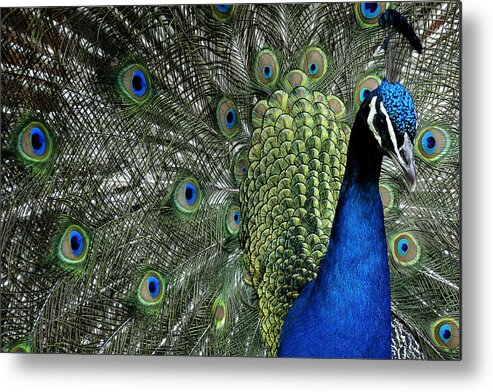 Peacock Metal Print featuring the photograph Peacock by Ron White