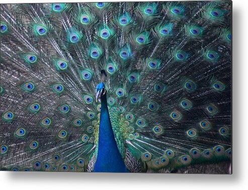 Animal Metal Print featuring the photograph Peacock by Scott Cunningham