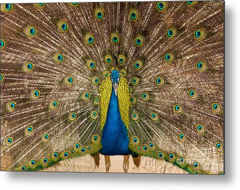 Animal Metal Print featuring the photograph Peacock showing its beautiful feathers by Tosporn Preede
