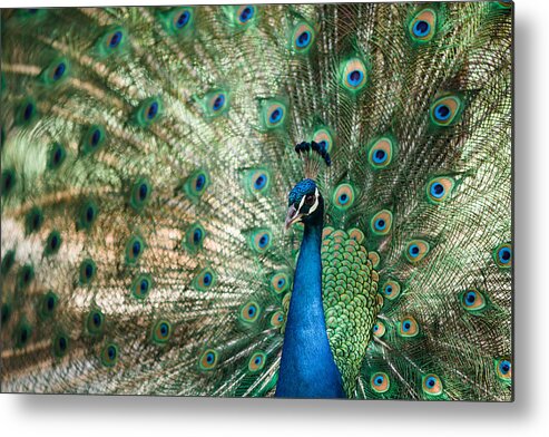 Peacock Metal Print featuring the photograph Peacocking by Nastasia Cook