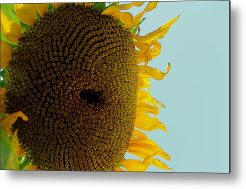 Sunflower Metal Print featuring the photograph Peak a boo sunflower by Gregory Merlin Brown
