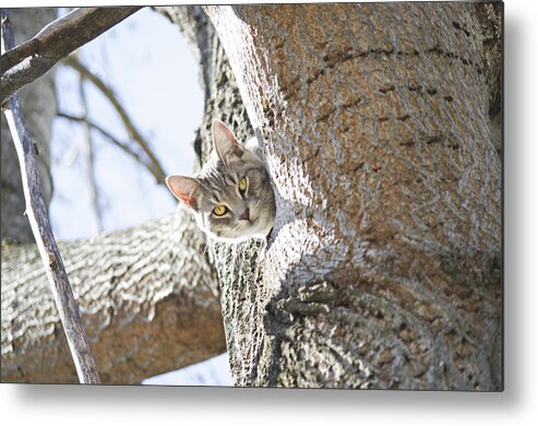 Cat Metal Print featuring the photograph Peaking Cat by Sharon Popek